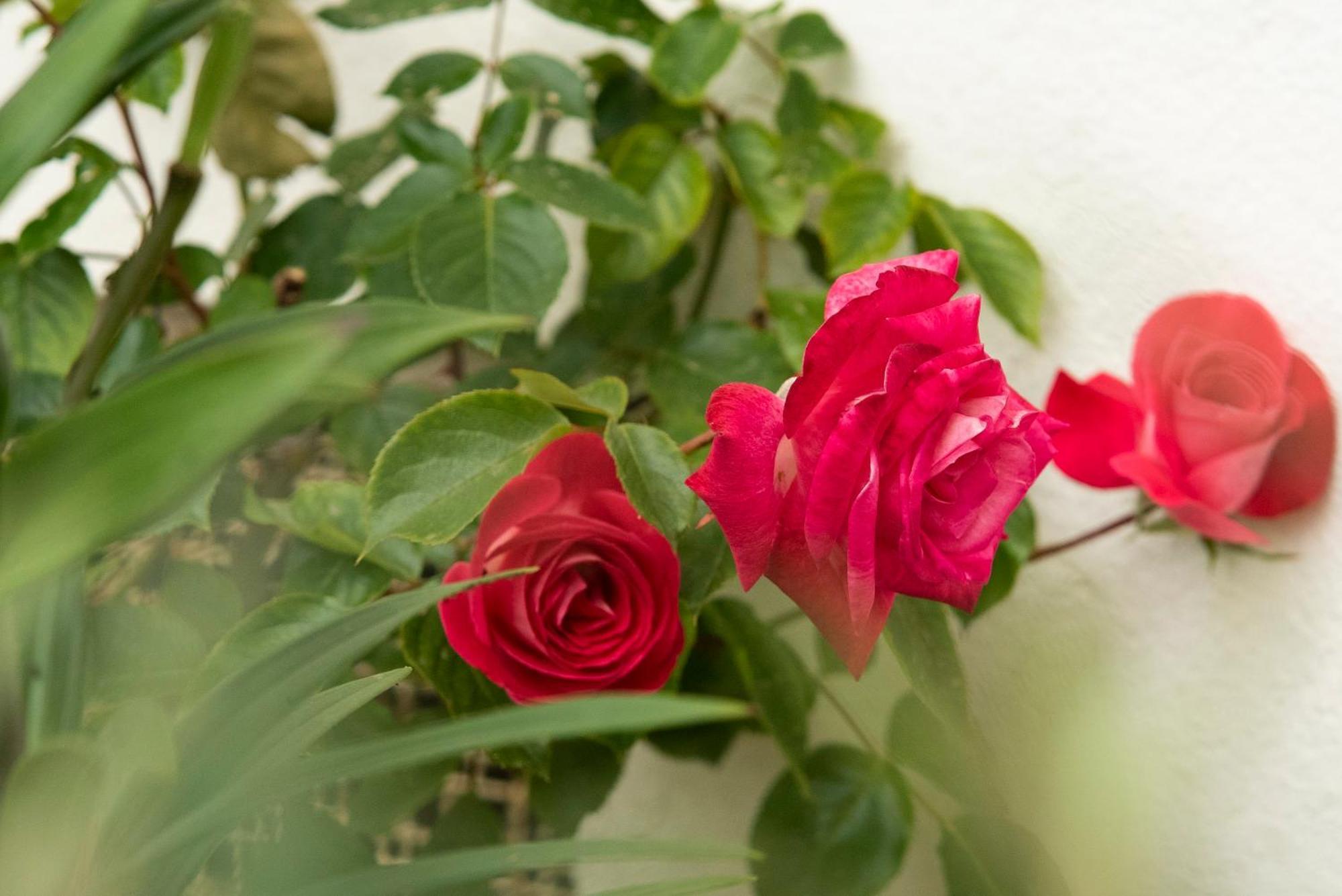 Growth House Bed & Breakfast Porto Ngoại thất bức ảnh